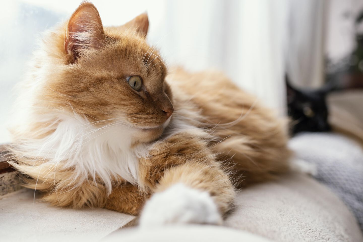 Gatto sdraiato sul divano
