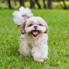 Image Link For Tutto sui cani di piccola taglia: quali sono le loro caratteristiche?