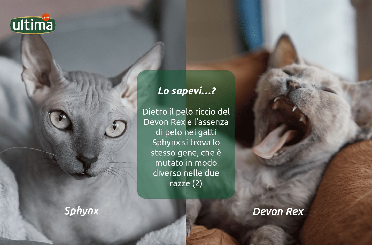 Fotografia di due gatti, un Devon Rex grigio e uno Sphynx. Testo: Lo sapevi&hellip;? Dietro il pelo riccio del Devon Rex e l&rsquo;assenza di pelo nei gatti Sphynx si trova lo stesso gene, che &egrave; mutato in modo diverso nelle due razze (2