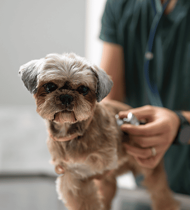 Image Link For Parvovirus nei cani: cos'&egrave;, sintomi e prevenzione