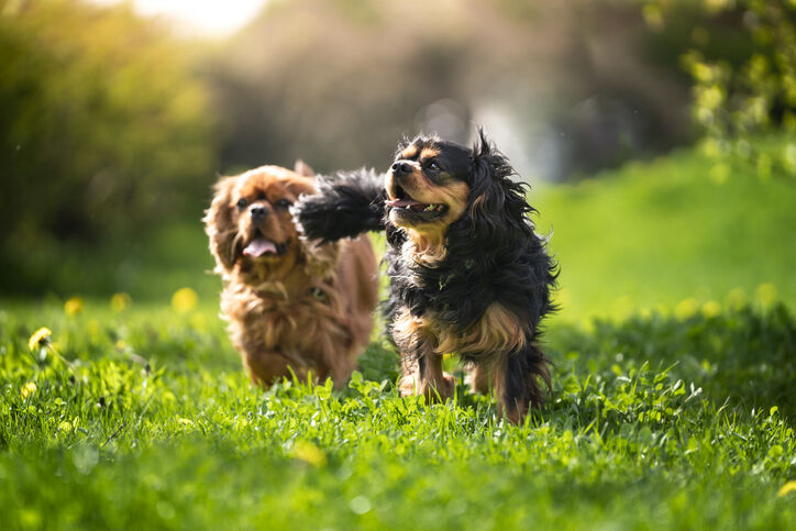 Cani che corrono in un prato