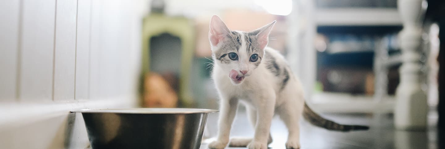 Forfora del gatto