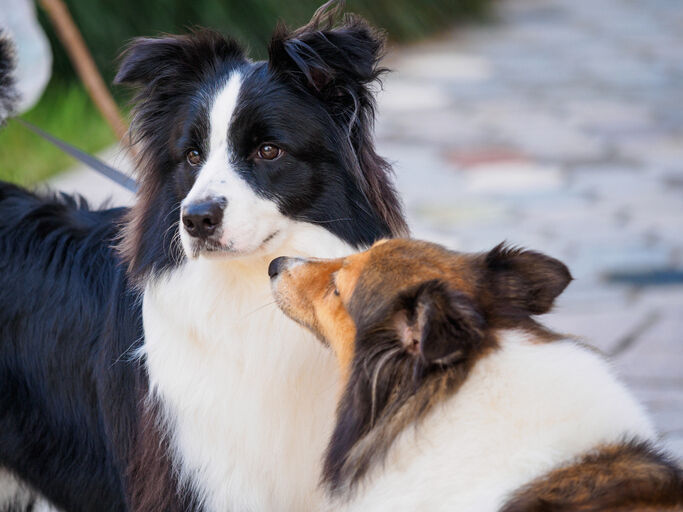 Border collies