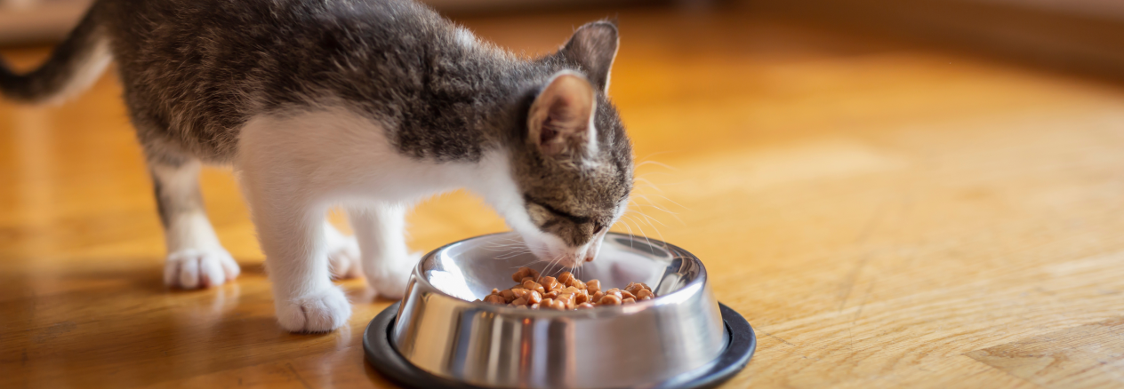 gattino che mangia