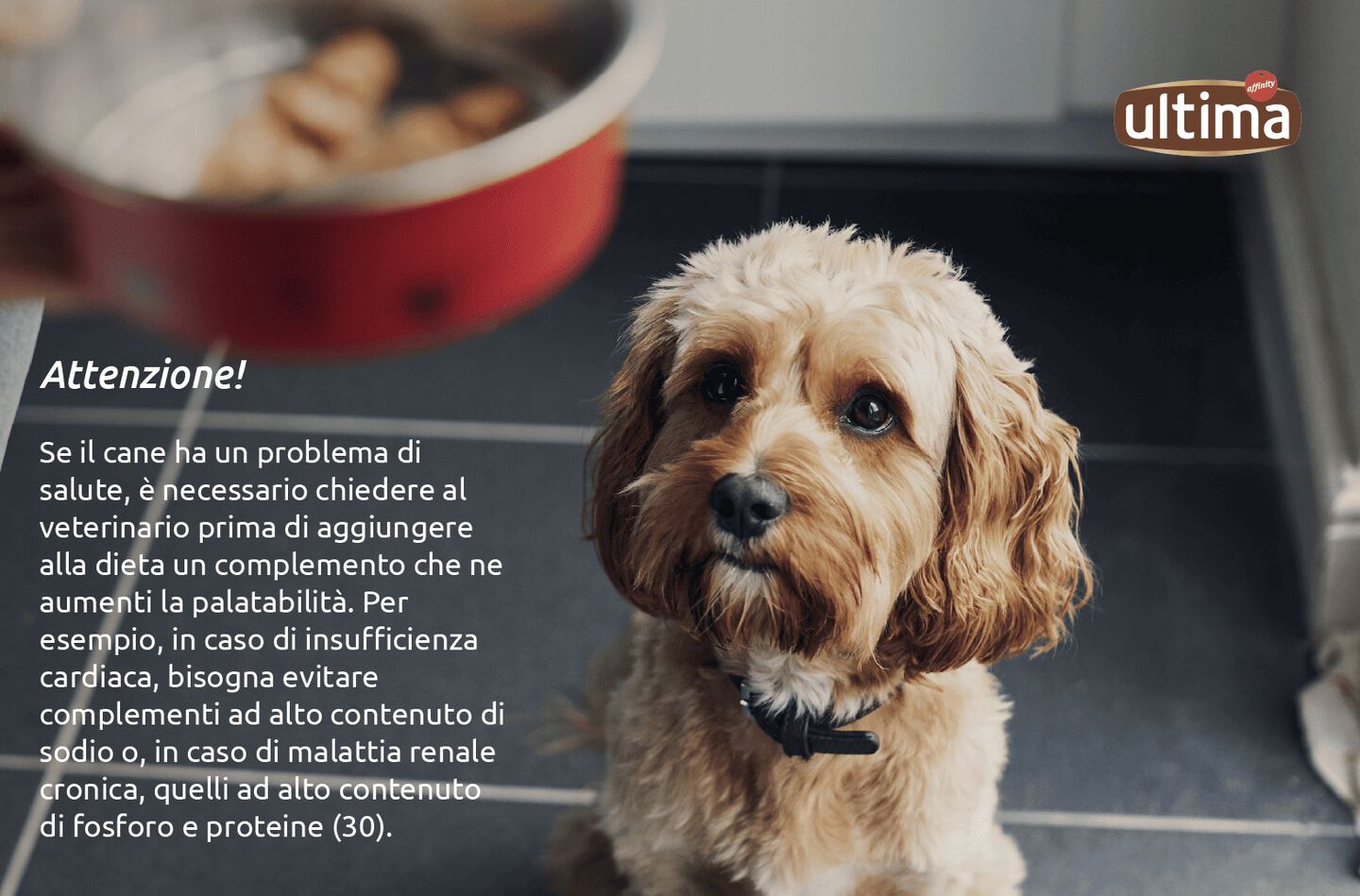 Foto di un cane anziano davanti alla sua ciotola di cibo. 