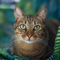 Image Link For Giornata del gatto: quando e perchè 
