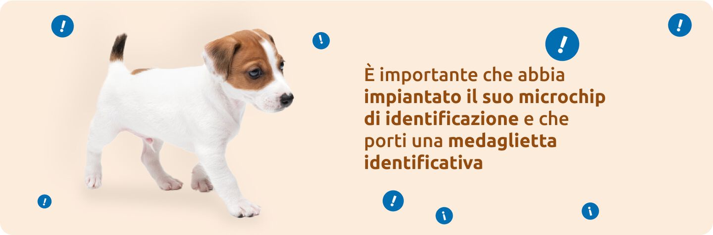 È importante portare con sé il microchip di identificazione e una targhetta di identificazione