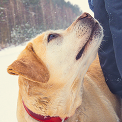 Image Link For 6 percorsi sulla neve da fare insieme al tuo cane questo inverno