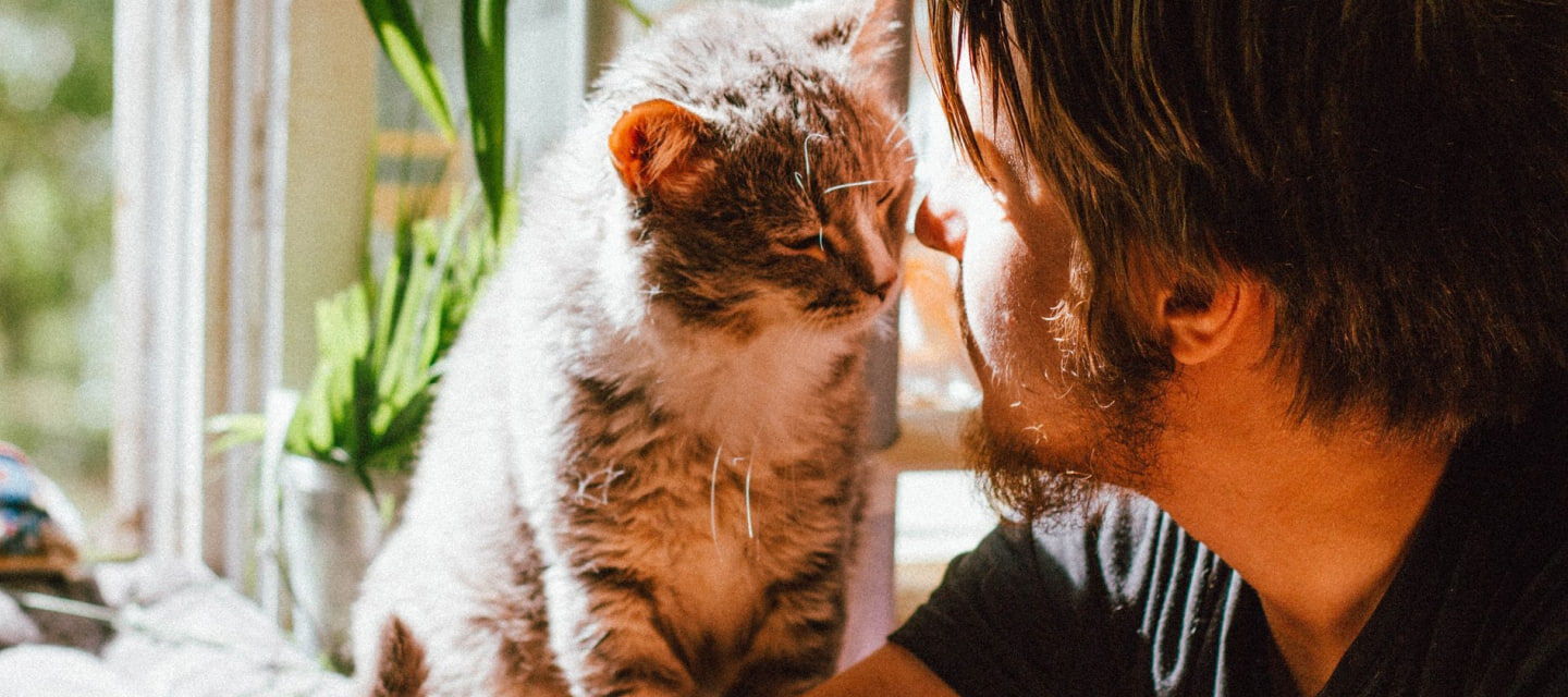 Come cambia il comportamento dei gatti in base alle stagioni