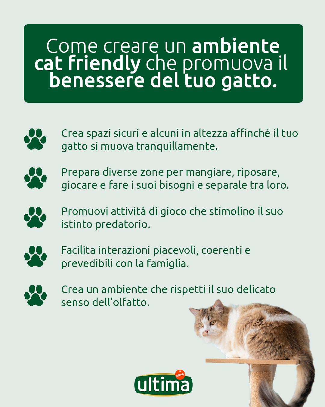 Come creare un ambiente adatto ai gatti
