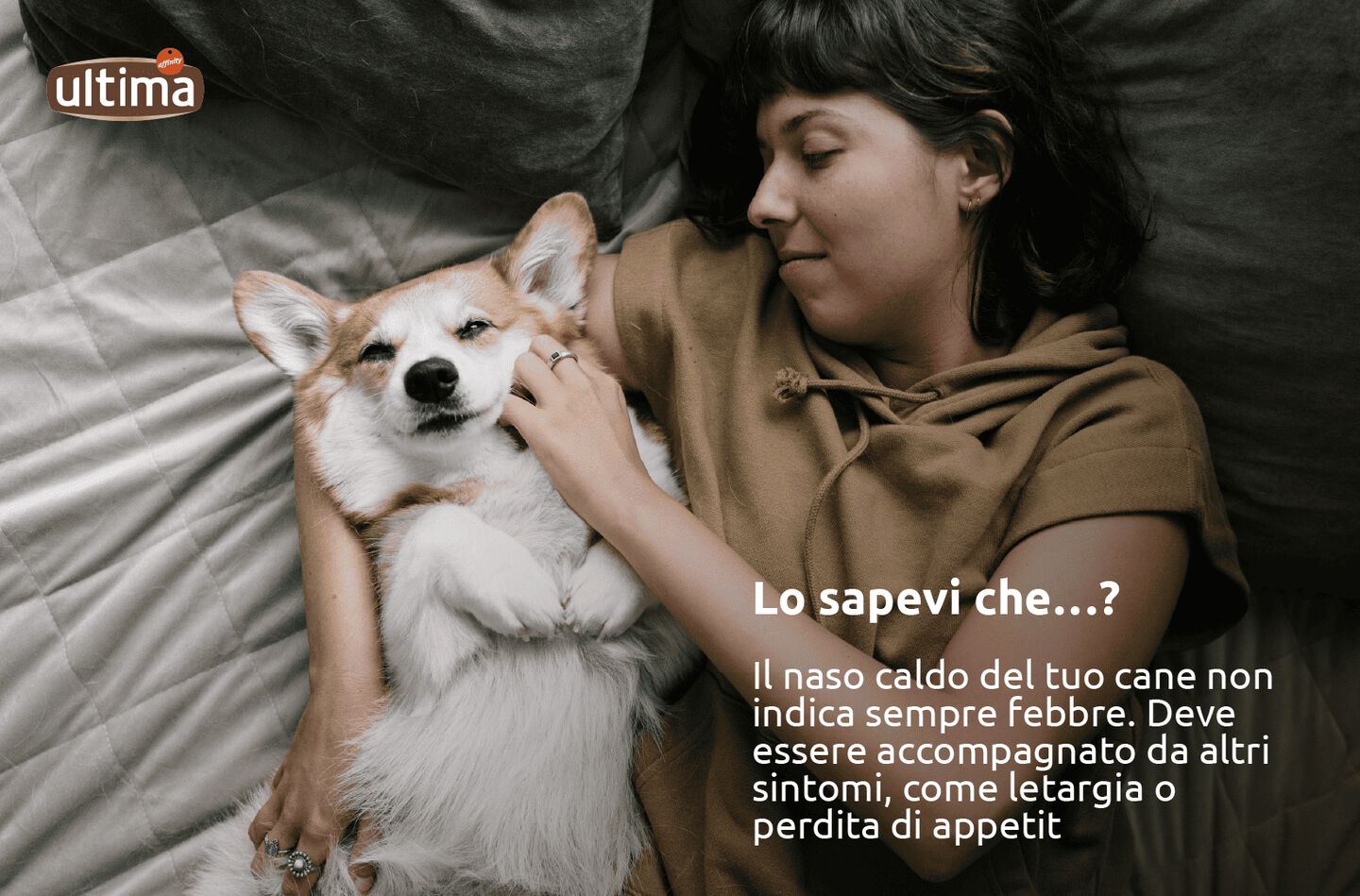 Fotografia di un cane bianco con testo: &ldquo;Il naso caldo del tuo cane non indica sempre febbre. Deve essere accompagnato da altri sintomi, come letargia o perdita di appetito&rdquo;. Fumetto che indica che il cane dice: &ldquo;Meglio usare un termometro per assicurarti che stia bene!&rdquo;.