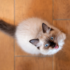 Image Link For I miagolii dei gatti: cosa significano? Quanti tipi ce ne sono?