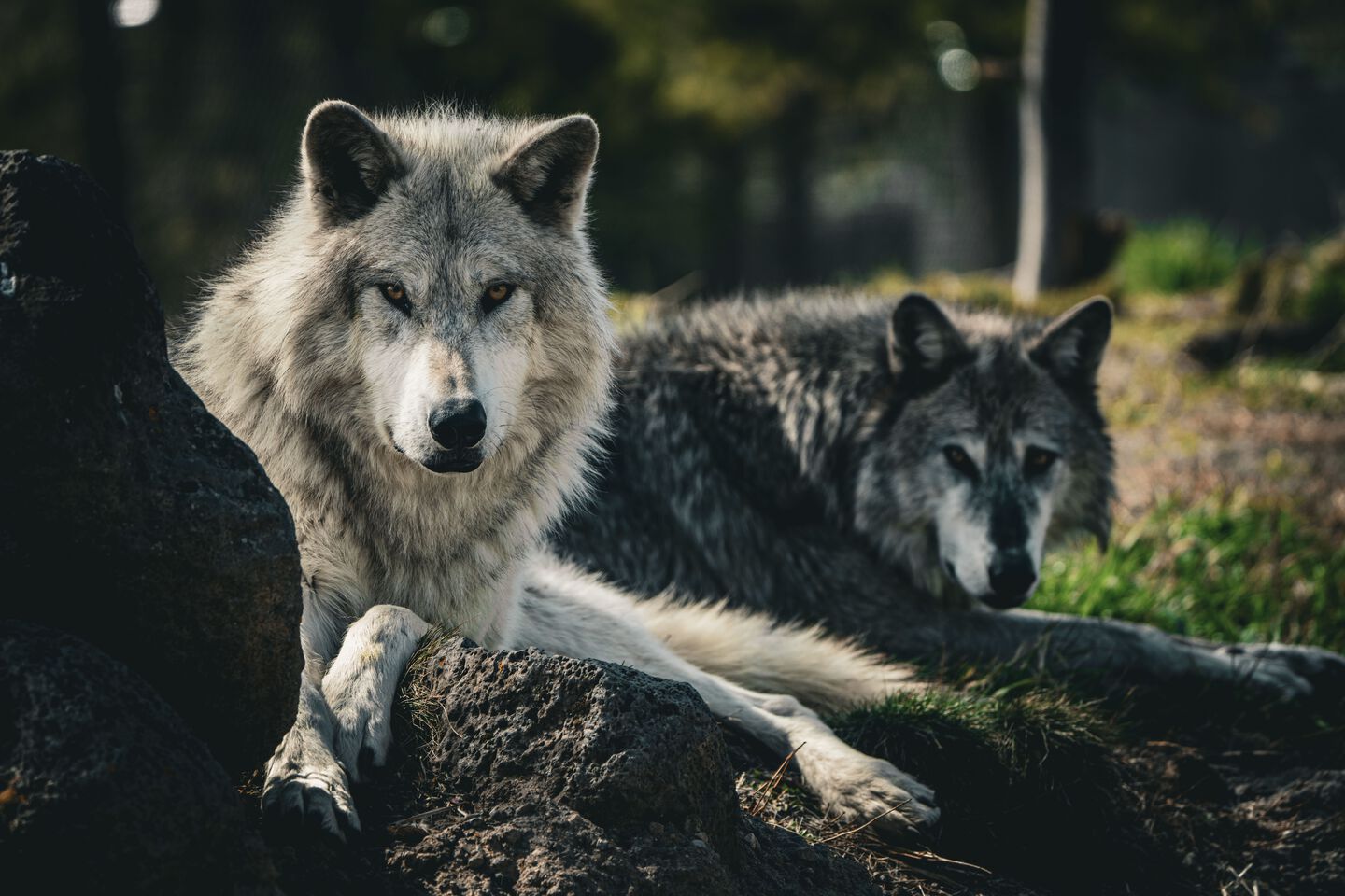 Storia sull’alimentazione dei cani
