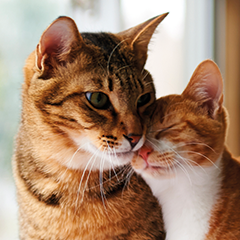 Image Link For Identificare il sesso del gatto in base al comportamento