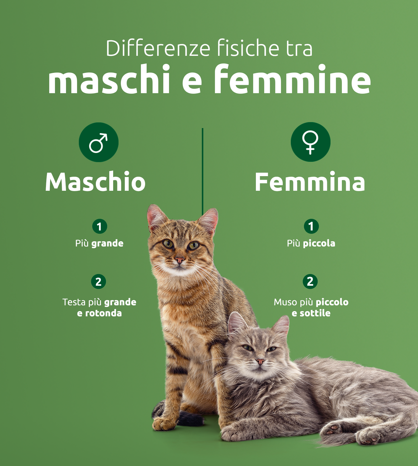 differenze tra gatti maschi e femmine