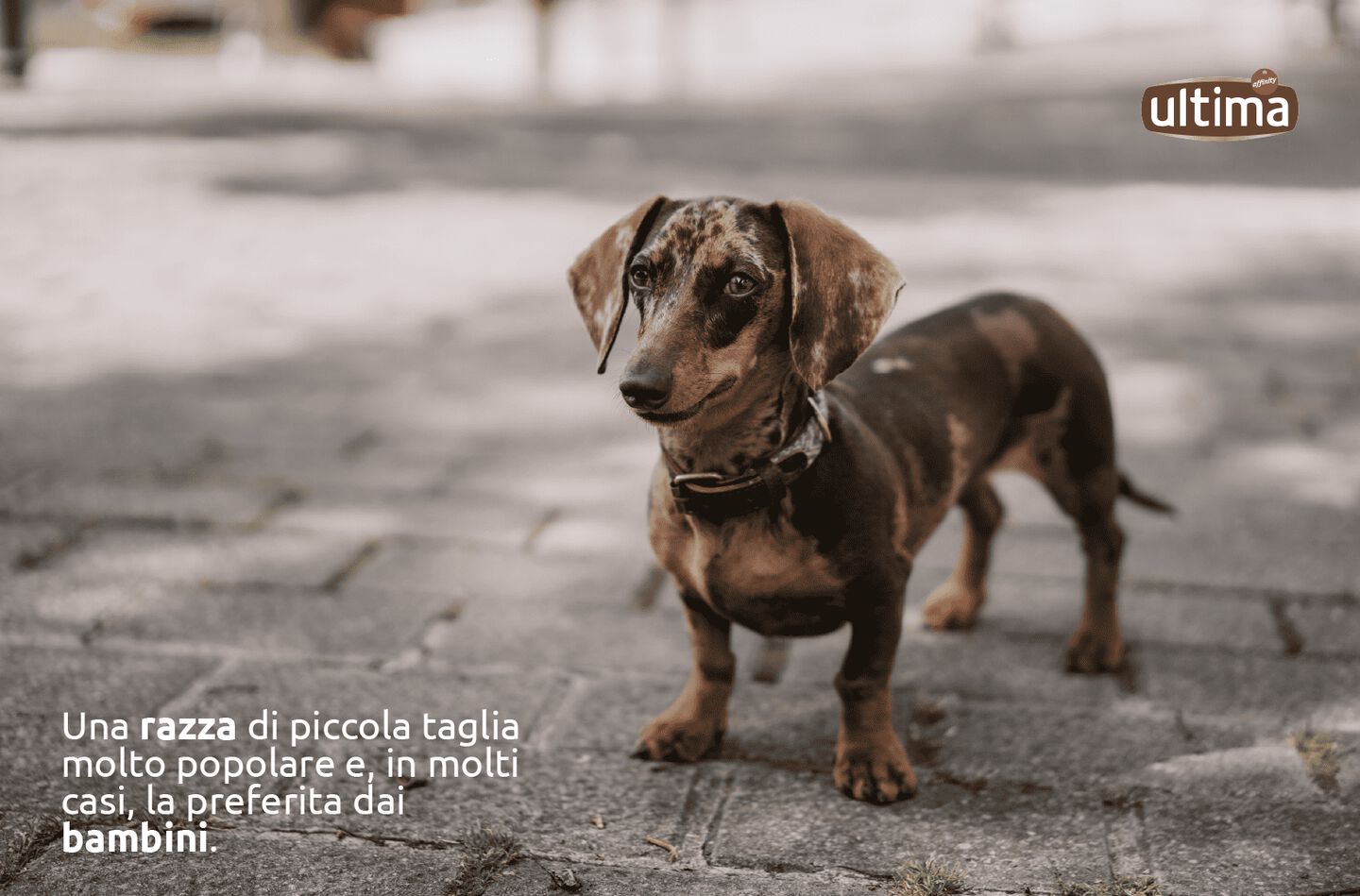 Una razza di piccola taglia molto popolare e, in molti casi, la preferita dai bambini