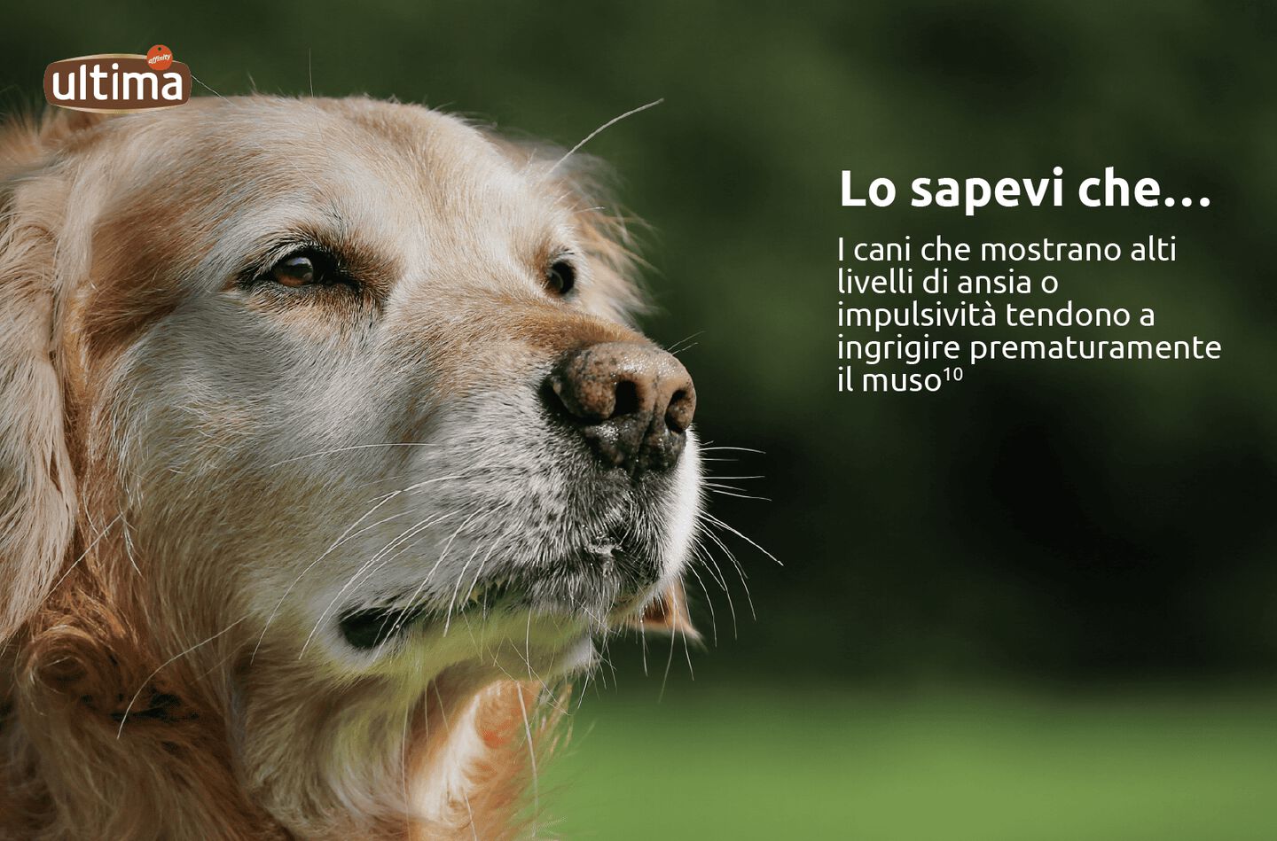 Immagine di cane nero con muso ingrigito. Testo: “Lo sapevi che… I cani che mostrano alti livelli di ansia o impulsività tendono a ingrigire prematuramente il muso (10)”.