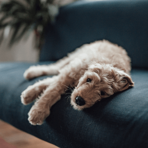 Image Link For Cosa fare se il mio cane non si adatta alla sua nuova casa?
