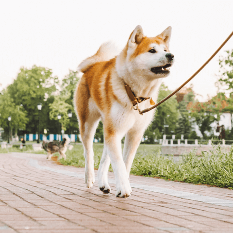 Image Link For Le 10 chiavi per una bella passeggiata con il tuo cane