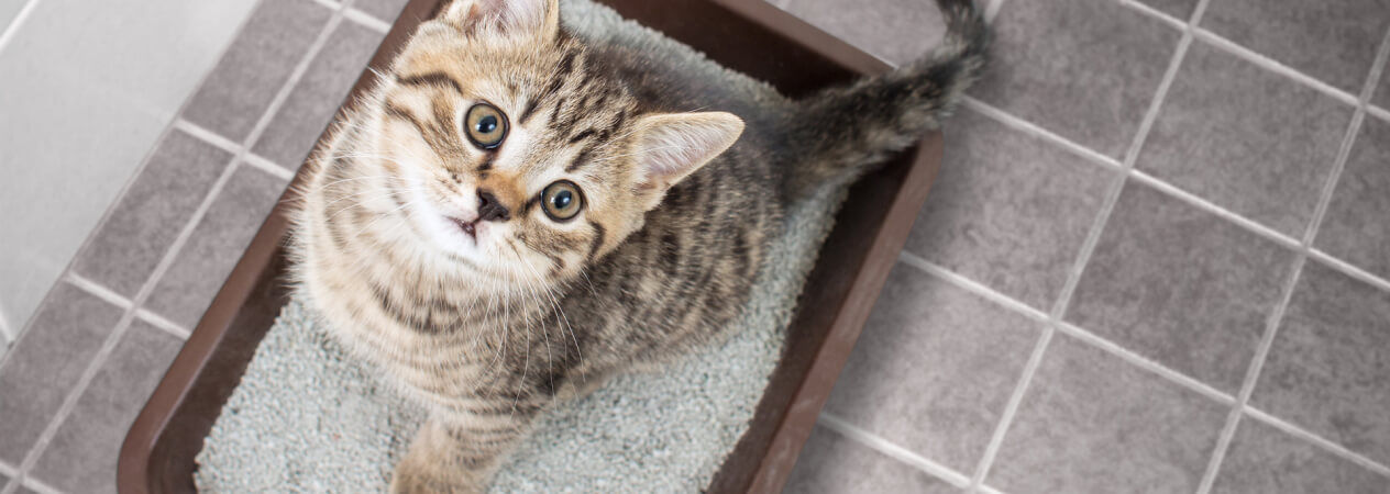 La lettiera ideale per il tuo gatto