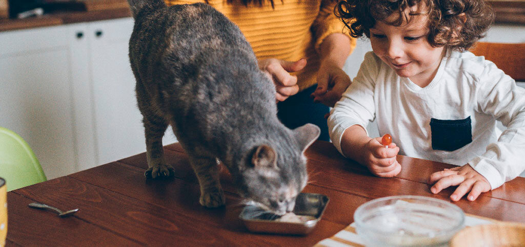 ragazzo che gioca con il gatto