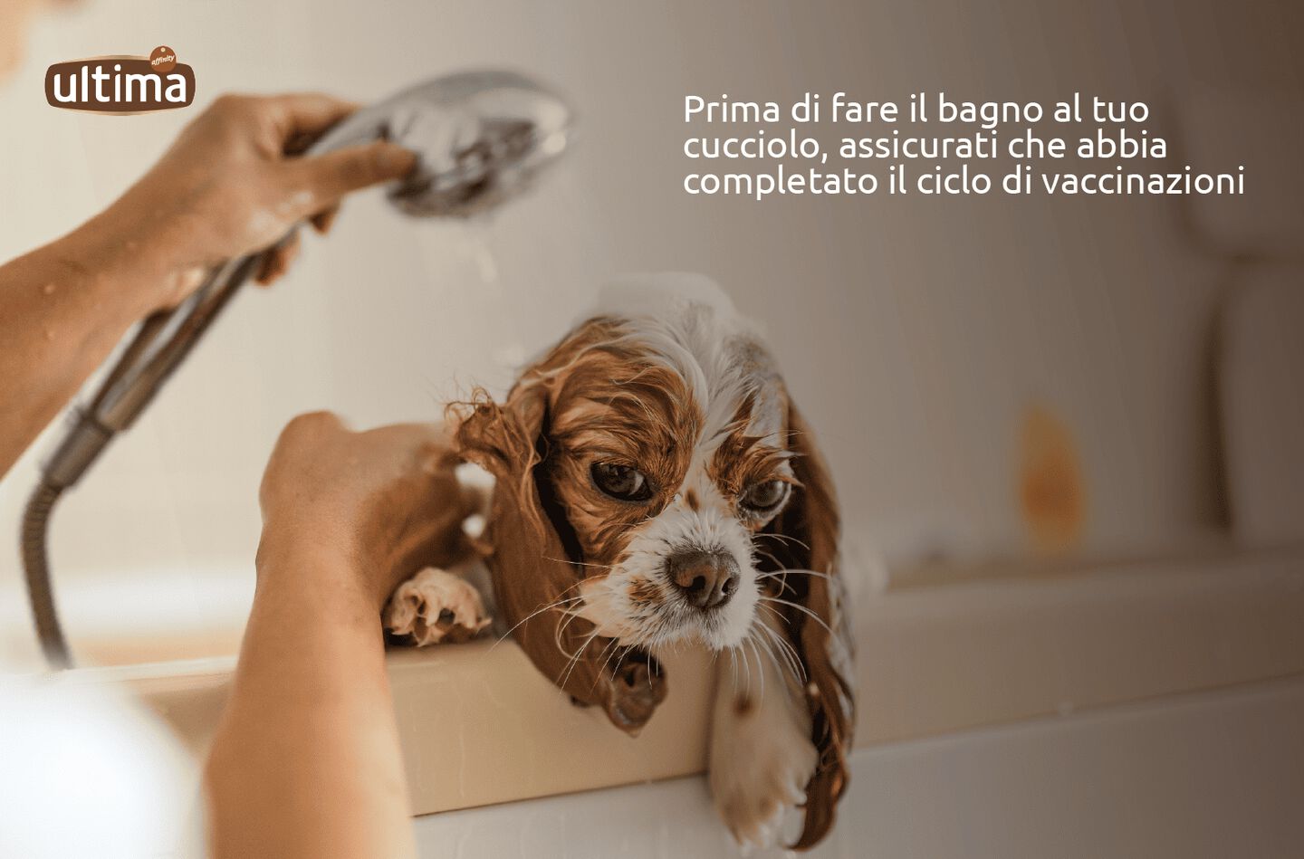 Foto di un cucciolo nella vasca da bagno. Testo: &ldquo;Prima di fare il bagno al tuo cucciolo, assicurati che abbia completato il ciclo di vaccinazioni&rdquo;.