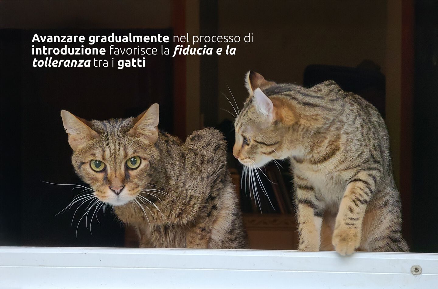 Introduzione graduale di un gatto in casa