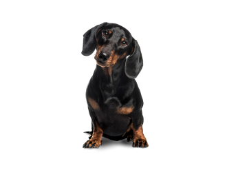 Bassotto tedesco (Dachshund)