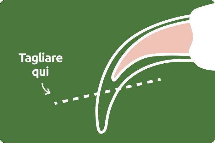 Tagliare le unghie del gatto