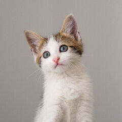 Image Link For Come educare un gatto?