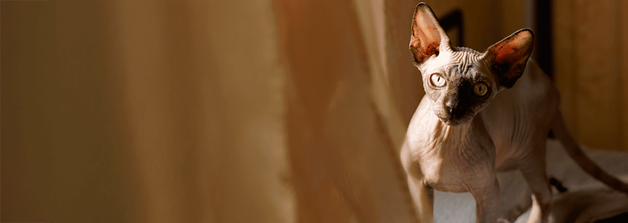 Razze di gatti senza pelo: come prendersi cura della loro salute e del loro benessere