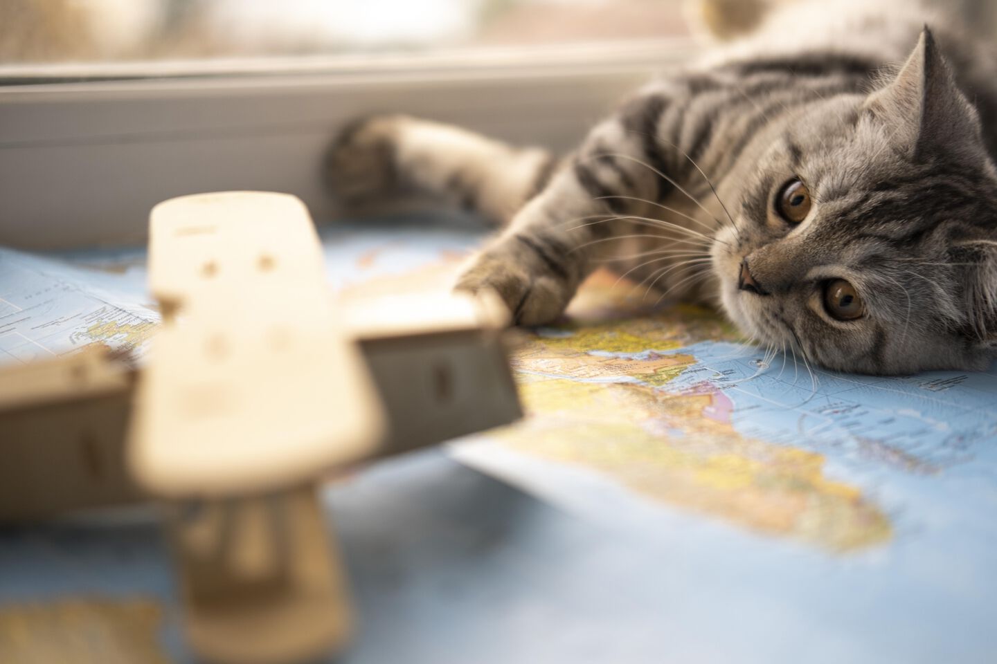 Gatto che gioca sul pavimento