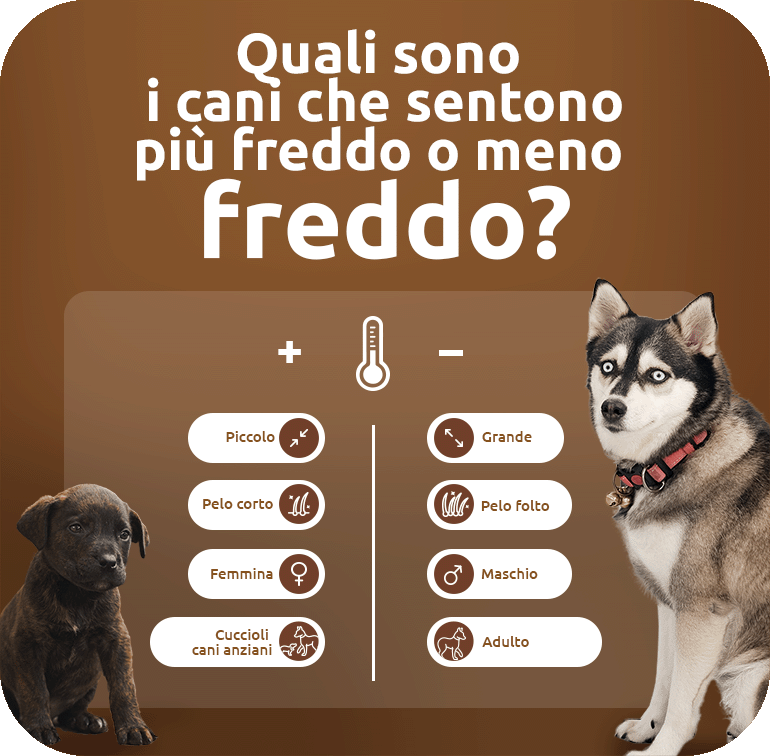 grafico che confronta quali tipi di cani sono più freddi