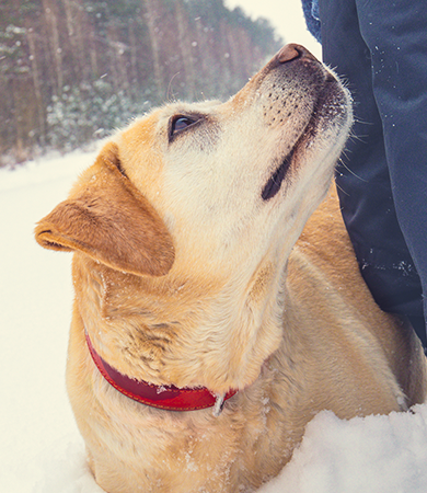Image Link For 6 percorsi sulla neve da fare insieme al tuo cane questo inverno