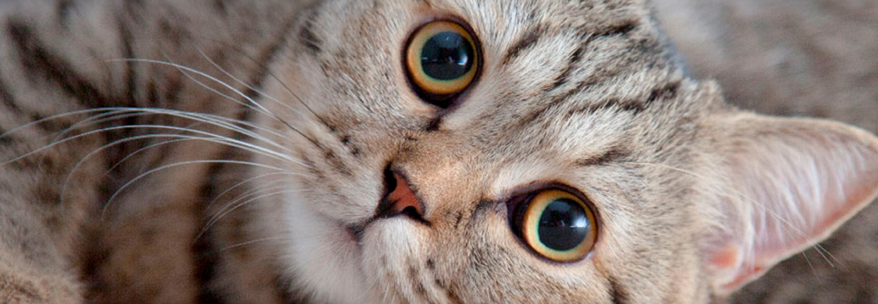 gatto che fissa