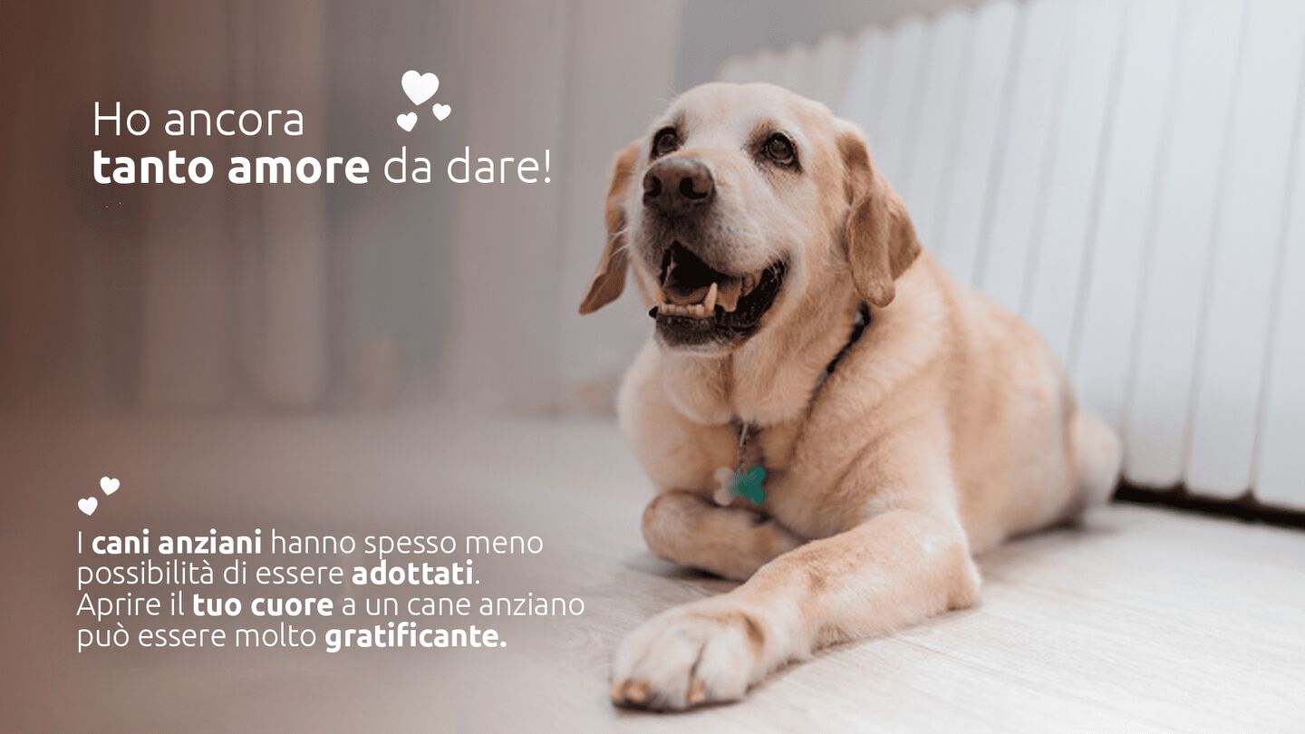 Adottare un cane senior