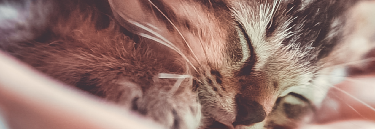 Come prendersi cura di un gattino appena nato?