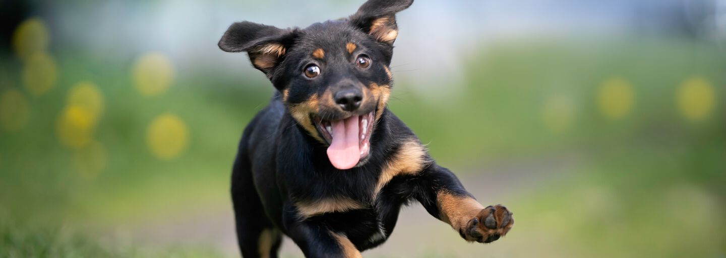 Guida: Come preparare la tua casa per un cucciolo
