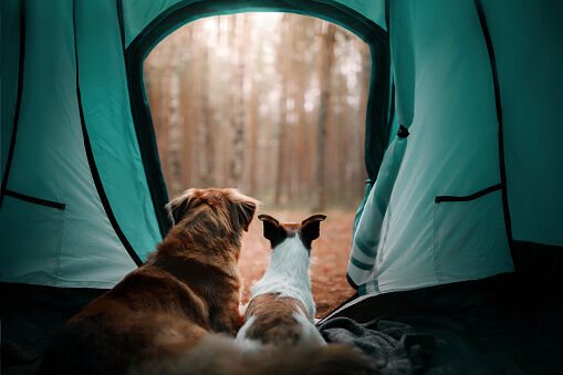 Due cani in una tenda