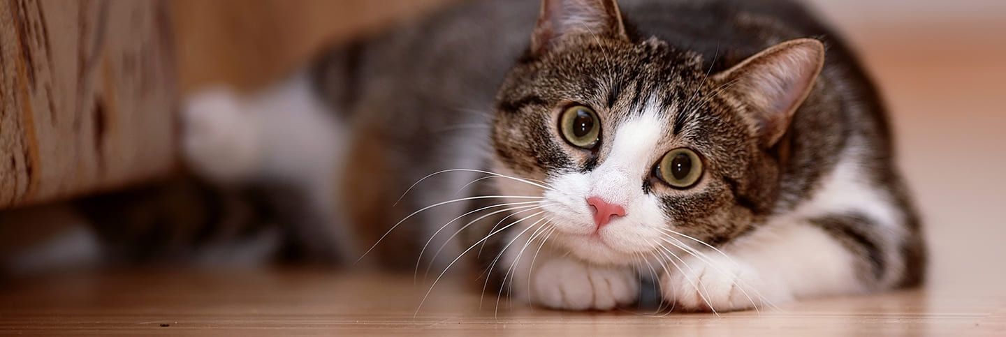 Image Link For Cura del gatto sterilizzato: quando si riprende?