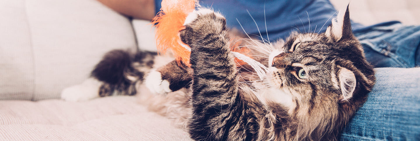 Come giocare con il gatto?