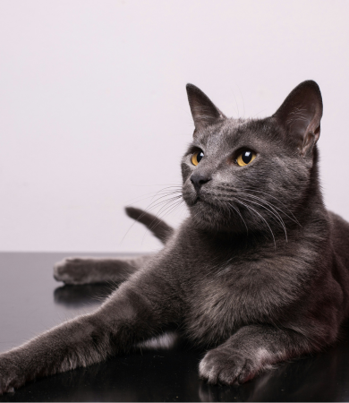 Image Link For Nomi per gatti: trova il nome perfetto