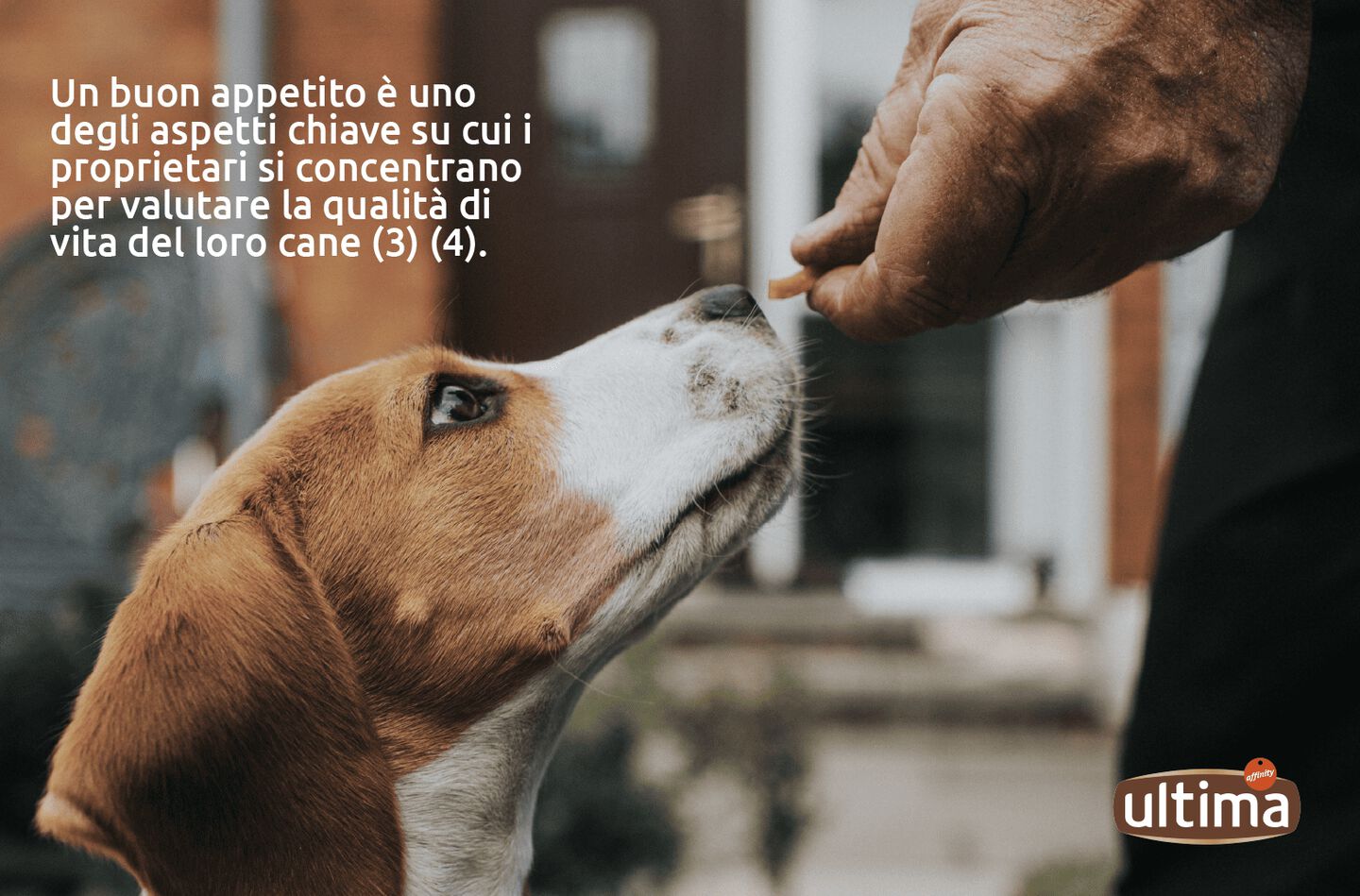 Cane adulto che annusa il cibo per cani che il suo proprietario gli offre con la mano. 