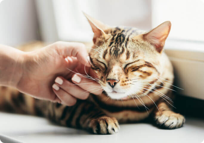 Accarezzare il gatto