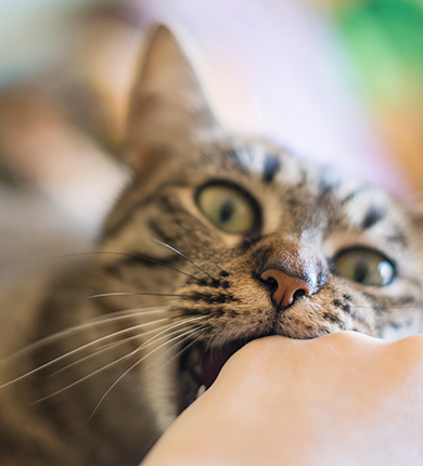 Image Link For Perch&eacute; il mio gatto mi morde?  Significati, cause e soluzioni