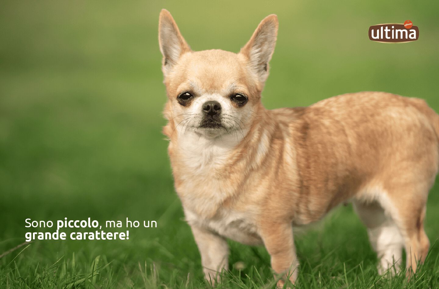 Sono piccolo, ma ho un grande carattere! 