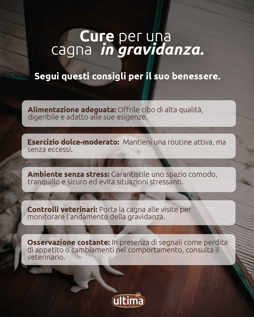 Cure cagna in gravidanza