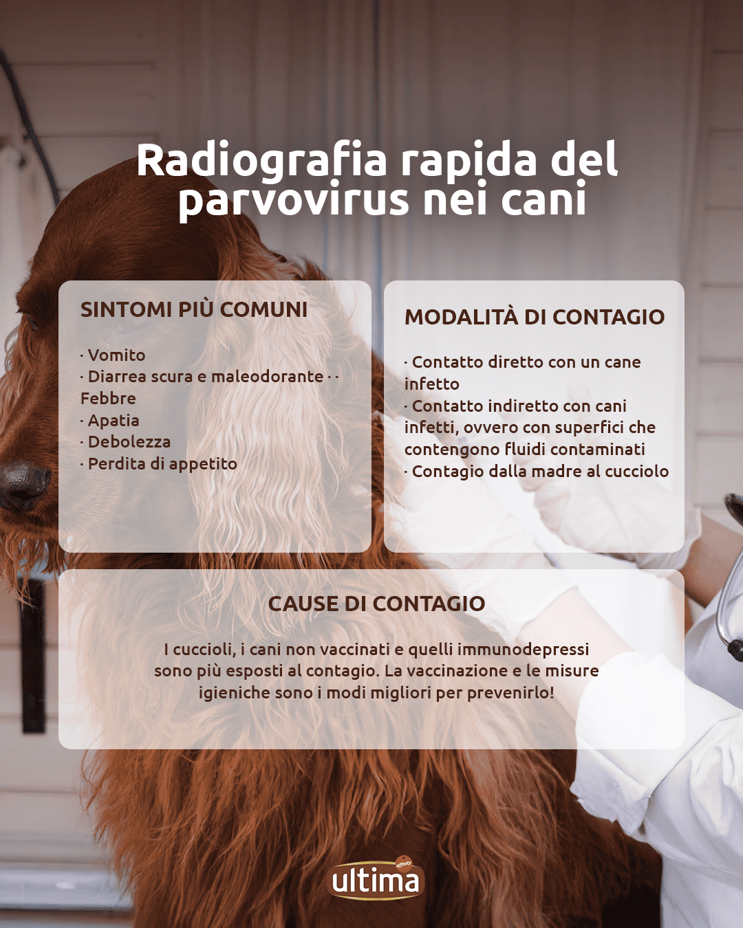 Infografica intitolata &ldquo;Radiografia rapida del parvovirus nei cani&rdquo;. Sintomi pi&ugrave; comuni: vomito, diarrea scura e maleodorante, febbre, apatia, debolezza e perdita di appetito. Modalit&agrave; di contagio:  Contatto diretto con un cane infetto. Contatto indiretto con cani infetti, ovvero con superfici che contengono fluidi contaminati. Contagio dalla madre al cucciolo. I cuccioli, i cani non vaccinati e quelli immunodepressi sono pi&ugrave; esposti al contagio. La vaccinazione e le misure igieniche sono i modi migliori per prevenirlo!