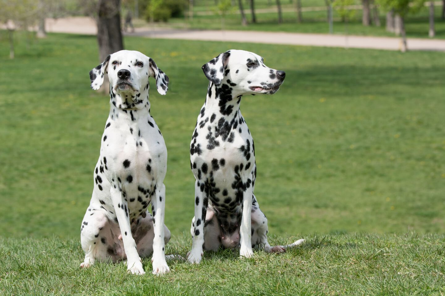 Dalmata