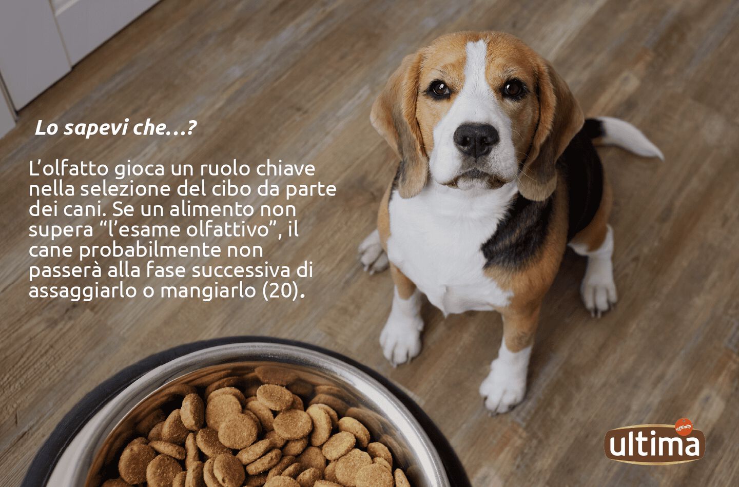 Cane che annusa la sua ciotola con cibo secco. Testo: Lo sapevi che&hellip;? L&rsquo;olfatto gioca un ruolo chiave nella selezione del cibo da parte dei cani. Se un alimento non supera &ldquo;l&rsquo;esame olfattivo&rdquo;, il cane probabilmente non passer&agrave; alla fase successiva di assaggiarlo o mangiarlo (20). Fumetto del cane: &ldquo;Mmm, lascia che indaghi&hellip; Verdetto: cibo approvato. A mangiare!&rdquo;.